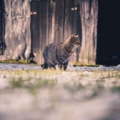 leverton_dean's profile picture. A young man chasing his dream of be company owner to help millions with there pet lives.