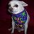 4pups's profile image