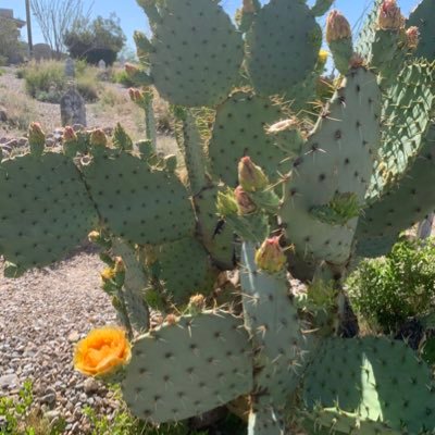 Whynotgowild's profile picture. 🇺🇸🏒🌵🇺🇸