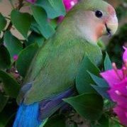 arifkristiyanto's profile picture. 