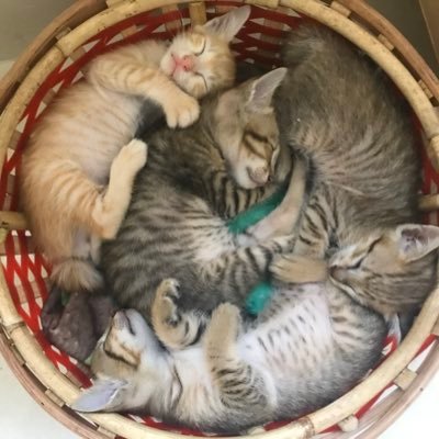 カンボジア保護猫チューバー 9匹一時保護 譲渡完了 歩き方がまだ辿々しかった頃のイヴ 今のヤンチャ姫ぶりが嘘みたい チャンネル登録がカンボジアの動物保護につながります 動画全編はこちら T Co Trqzyhjyrt チャンネル登録
