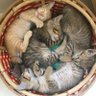 Laki_LuckyCat's profile picture. 微力ながら犬猫関連の保護情報拡散のお手伝い🦮🐈
癒やし＆おもしろ動画も紹介中！

 元はカンボジア在住の愛犬家が猫を保護→里親探しまでの奮闘記アカウント🐈
保護の様子の一部はYouTubeに載ってます。