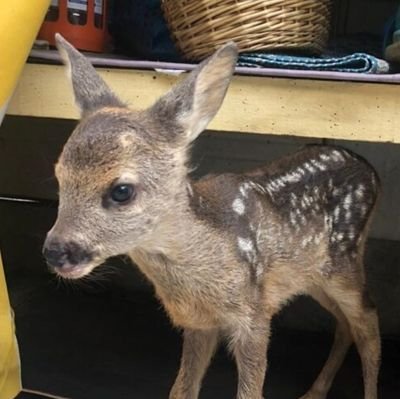 cucciolo di capriolo