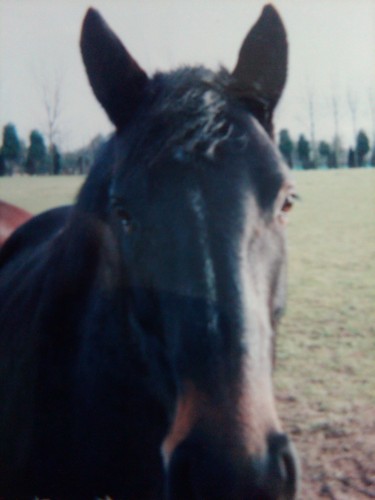 FindingChance's profile picture. Horse lover, blogger, marketer, runner, walking enthusiast, on a journey to find Chance.