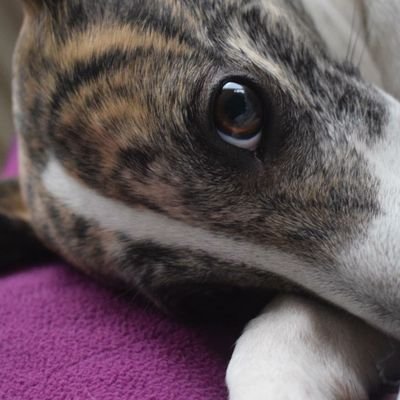 ALesiatoi's profile picture. boring account that mostly reposts other people's stuff. Environmentalist, Socialist, Political, anti-zionist, Scheuermanns Kyphosis, EDS, Fibro, CFSME