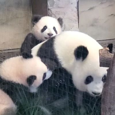 最愛はベルリン🐼ファミリー🇩🇪💕双子の夢想、夢円の見分けが特技🤭
赤ちゃんパンダ大好き🤤最近は、ふーちゃん🇯🇵、シャオチー🇺🇸、🐼🐼🇫🇷、ルル🇸💓
楽しい投稿が好き🍀
基本パンダ以外にはいいねしませんので、ご承知おき下さい🐼
無断転載禁止❗All rights reserved⚠️