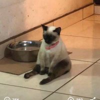 Who? (@bapponocatto) 's Twitter Profile