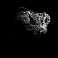 KameleonMidnite (@kameleonmidnite) 's Twitter Profile