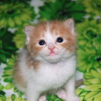 Ritsuko Tsukino (Alisiaにゃんこ) (@alisia_tsukino) Twitter profile photo