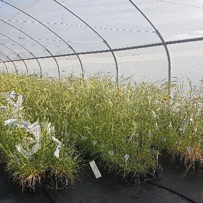 Sariel Hubner's Plant Quantitative and Population Genomics
barley, bolbosum, sunflower...