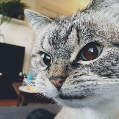 cafeaux's profile picture. 