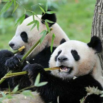 ibra2446's profile picture. Cooler than the fish in the pool. Ain't a creepy nightmare. اللَّهُم أكرمنا بِعَظِيِم غُفْرَانَك وجزيل إحسانك.