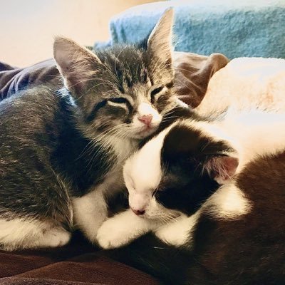 meowmeowintx's profile picture. テキサス🇺🇸の田舎で3びきのねこ🐱と暮らしています。無言フォロー大歓迎です。 飼い主→@chocoholic___93