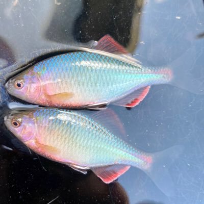 tanagokoro238's profile picture. 埼玉県に住むタナゴ釣りという趣味の沼から抜けられない28歳…。。