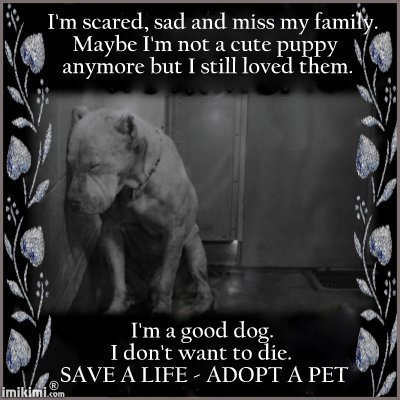 Dedicated to the prevention of cruelty and neglect of animals. Looking forward to becoming a 501(c)(3) rescue some day!