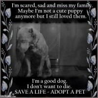 Happy Dawg Advocacy (@happydawgblawg) 's Twitter Profile Photo Happy Dawg Advocacy (@happydawgblawg) 's Twitter Profile Photo