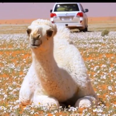 hamooidd's profile picture. 