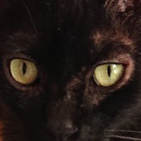 KAZO(本家) (@kazo_account) 's Twitter Profile Photo KAZO(本家) (@kazo_account) 's Twitter Profile Photo