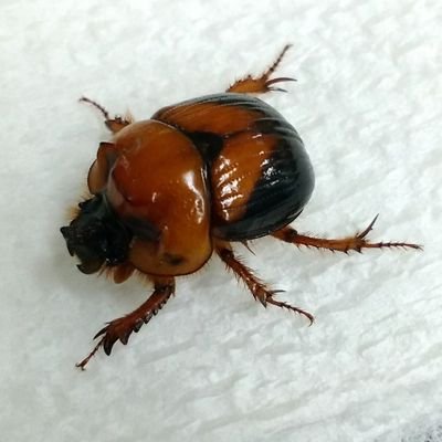 86C805i's profile picture. 画像はムネアカセンチコガネ。共生微生物(選好性強)。実用向きでないインテリ。百万遍のハイライトのオリジナルマヨネーズが好きでした。天一原理主義者にして社会主義者。
イバラキスタンの人民政府は革命により打倒され、代わって旧領主ローゼンブルク公が全権を掌握しました。
Never Trust, Always Verify.