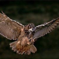 QI General Ignorance (@general_qi) 's Twitter Profile