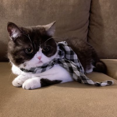 teeny_cherry's profile picture. Vietnamese. Fangirl at heart. 영원히 신화창조. MXM Im Youngmin. Brand New Boys.