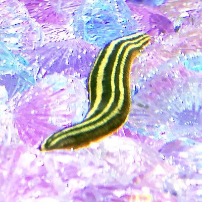 にょろにょろヒルnyoronyoroleeches クサガメ水槽にいたらしいです どなたか正体をご存知でしょうか 教えて水辺の人 クサガメ 寄生虫 ガサガサ にょろにょろヒルnyoronyoroleeches クサガメ水槽にいたらしいです どなたか正体をご存知でしょうか 教えて水辺の人 クサガメ 寄生虫 ガサガサ