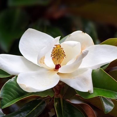 SugartreeCap's profile picture. 