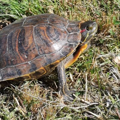 Jud_Ajchenbaum's profile picture. Free-lance dans le Tarn, maire de Fiac. Vice-présidente de la CCLPA en charge de la culture et de France Services. 
Mes tweets n'engagent que moi.