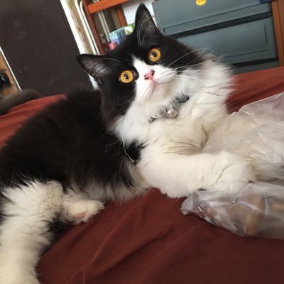 Whizlekii's profile picture. 