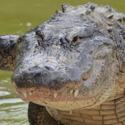 De crucero por los ríos de Valladolid. 
Dicen que estoy en busca y captura. 
De naturaleza malhumorada.