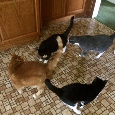 We are 4 ex-stray cats named Ralphie, Trixie, Smokey & Rusty 🌈 The vet told Mom we were too feral to be house cats, she proved him wrong. (also Gilligan🐶)