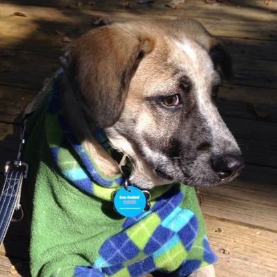 Dogs are my favorite. ❤️ what I love-Biking, Birding, the outdoors & nice people. Just living the one life I’ve been given.