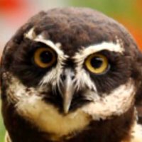 Told You So (@tys20212) 's Twitter Profile Photo