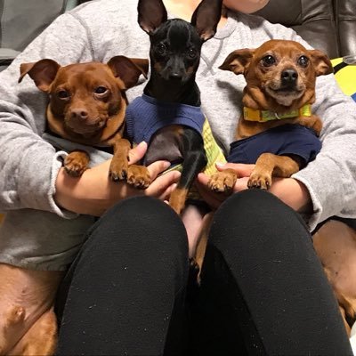 rinboruborurin's profile picture. ミニピン14＊13＊5🐕🐕🐈‍⬛ 💞😊