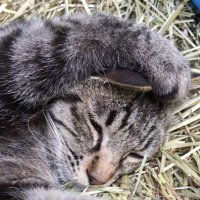 とらのねこ (@end_of_summer) 's Twitter Profile