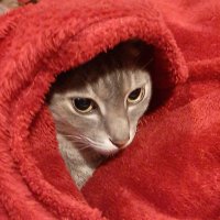 Tesper (@tesperr) 's Twitter Profile