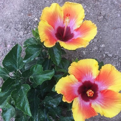 hulbert_katie's profile picture. 