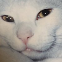 ぽち a.k.a. JJI（ジェイ・ジェイ・アイ） (@gonnosukezaka) 's Twitter Profile Photo