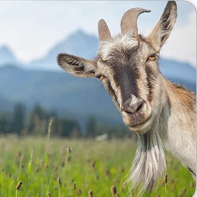 Daily Goats Profile