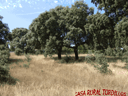 CASA RURAL TORDILLOS  TRES HABITACIONES SEIS PERSONAS PATIO DE 200 METROS