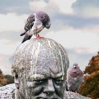 pigeon-29817(@pigeonsonstatue) 's Twitter Profile Photo