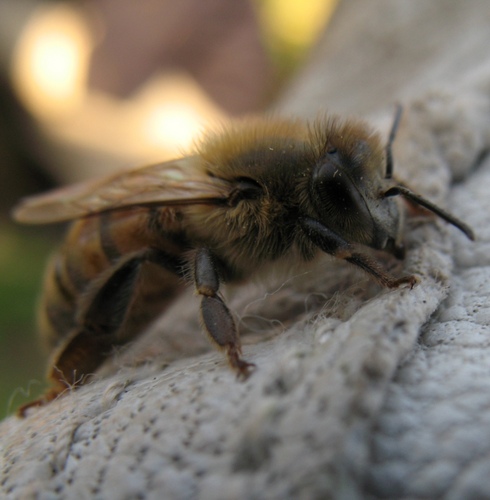 Mr_Pinkraven's profile picture. Biologist, Beekeeper, Furniture restorer, Science fiction fan and sometime conrunner.