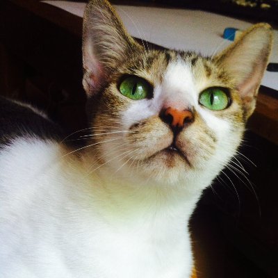 RicciNinaClaud1's profile picture. ✨In a world where you can be anyone, be yourself.💙
✨Love Inspirational Quotes/Nature/Fitness Motivations💪
✨Inlove w/ Cats😽😽