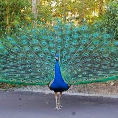 sunilitguru's profile picture. 