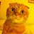 Fergus_the_cat's profile image
