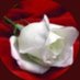 لصمتي حكايه lolo2 (@layallloshilolo) Twitter profile photo لصمتي حكايه lolo2 (@layallloshilolo) Twitter profile photo