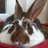 SunnyTheRabbit's profile image