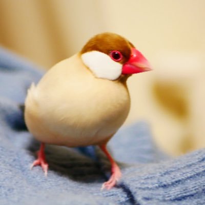 おいなりの日常さんのプロフィール画像