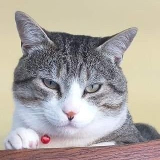 I rly like my cat
Btw I use Arch
