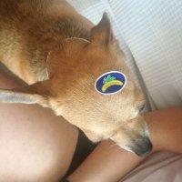 AnnaChop 🐾 (@ana_sgd) 's Twitter Profile Photo
